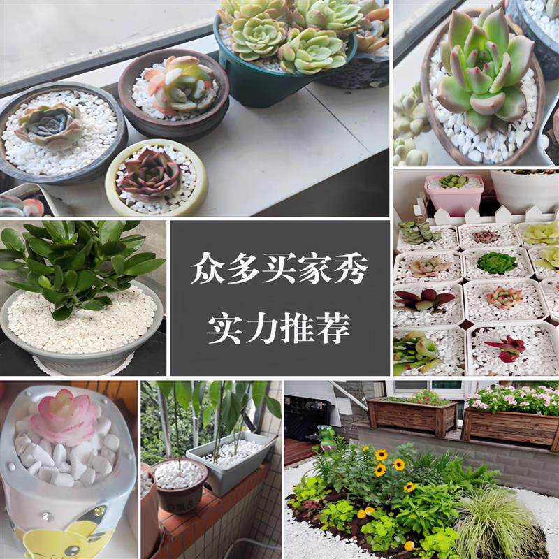 广西天然白石子园林饰品鹅卵石造景装饰花盆鱼缸白色石子