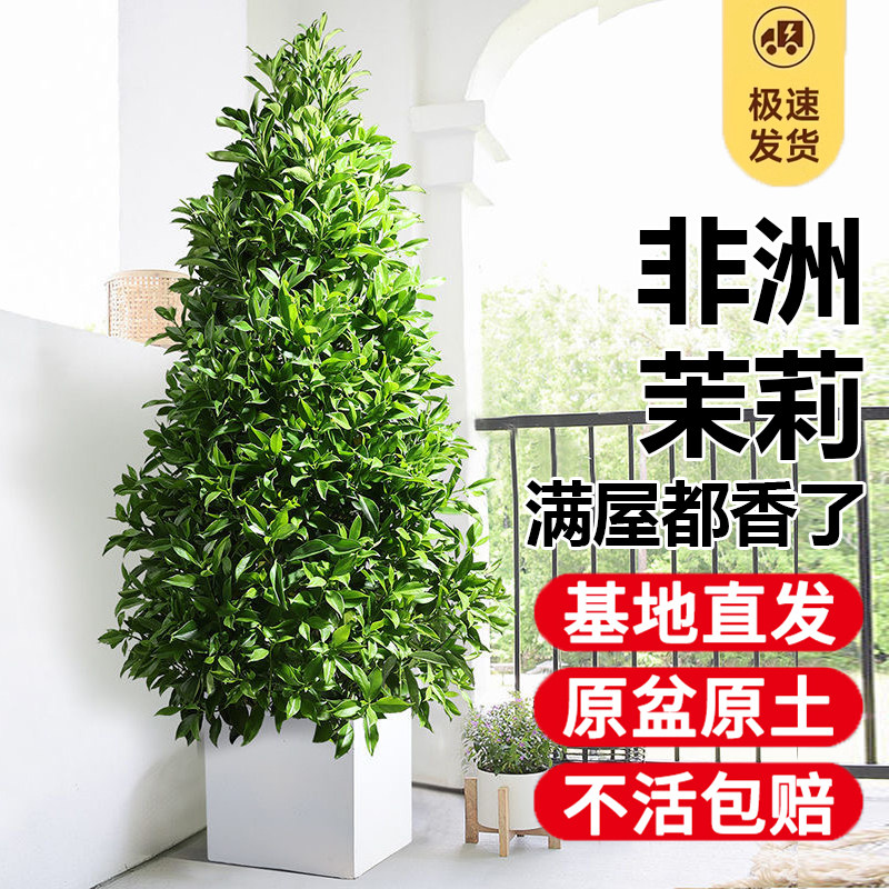 非洲茉莉盆栽树苗室内客厅落地式绿植室内大盆栽真花植物净化空气