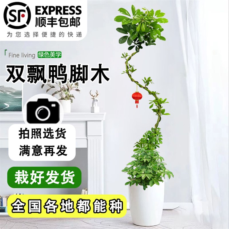 造型鸭脚木客厅大盆栽鹅掌木鹅掌柴室内绿植大型四季常青真花老桩