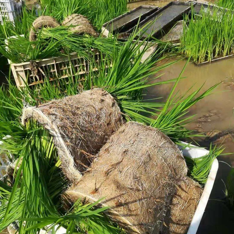 水稻育秧不织布农用苗盘铺底专用纸固跟不散苗盘根布秧盘铺底不织