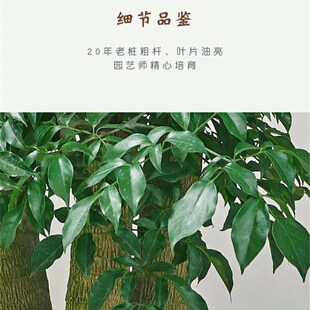 幸福树盆栽大棵客厅绿植落地大型室内老桩造型好养办公室招财绿宝