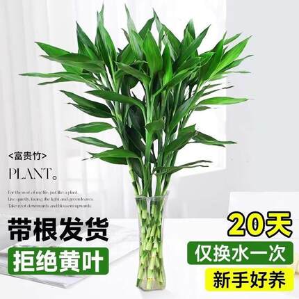 富贵竹水培植物客厅招财花卉绿植室内盆栽观音竹带根转运竹发财竹