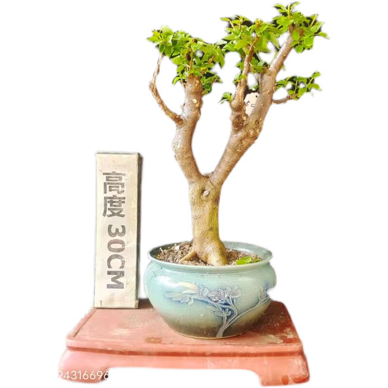 精品老桩三角梅盆景阳台庭院开花簕杜鹃容易成活盆栽一物一拍包邮