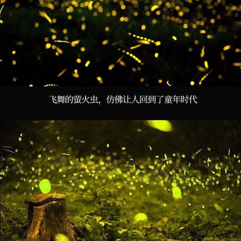 动态投影灯氛围萤火虫灯激光灯创意星空投影灯园林景区公园镭射灯
