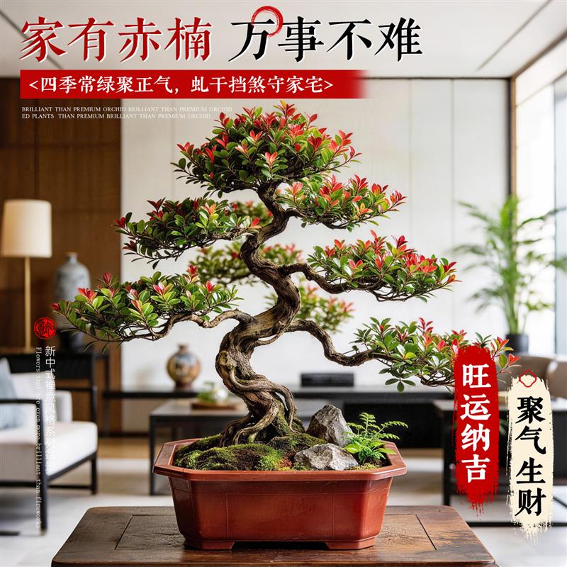 小叶赤楠金丝楠木真树盆栽小叶赤楠盆景绿植招财常青书房办公室内