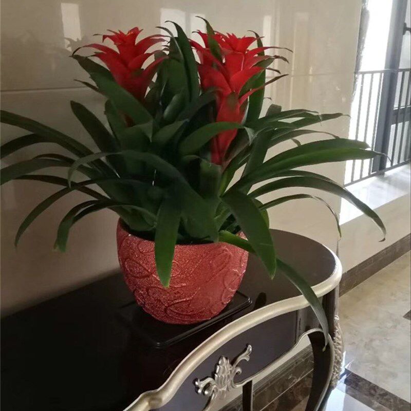 鸿运当头盆栽大型植物室内绿植招财凤梨花卉小红星开张乔迁送礼