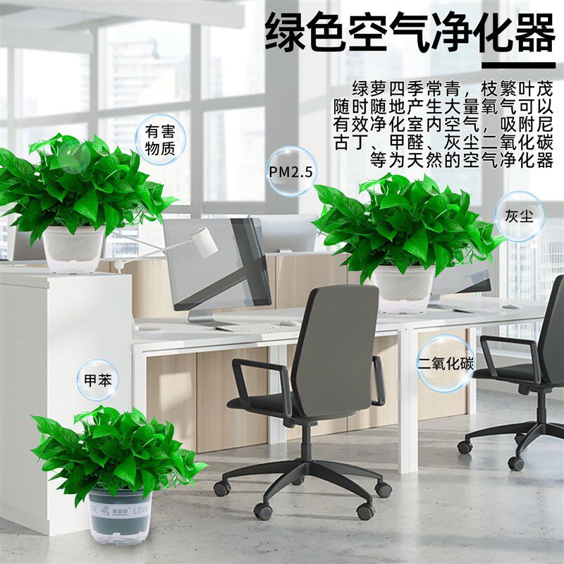 绿萝盆栽室内植物新房家用绿箩净化空气水培绿植花卉长藤垂吊好养