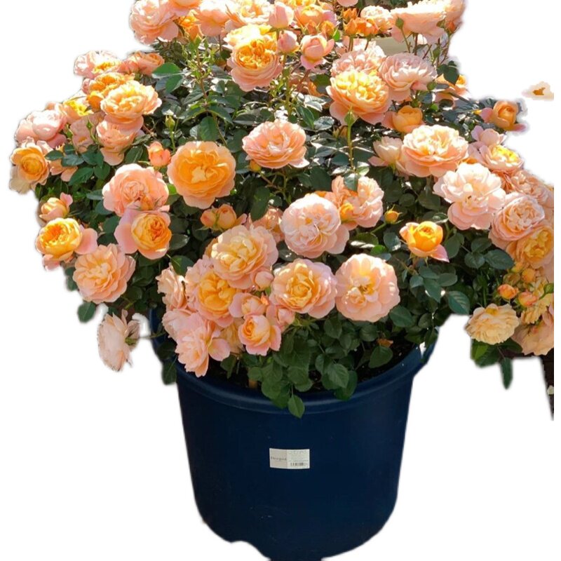 月季花苗时令花卉玫瑰花盆栽庭院露台植物四季开花浓香耐热抗病强