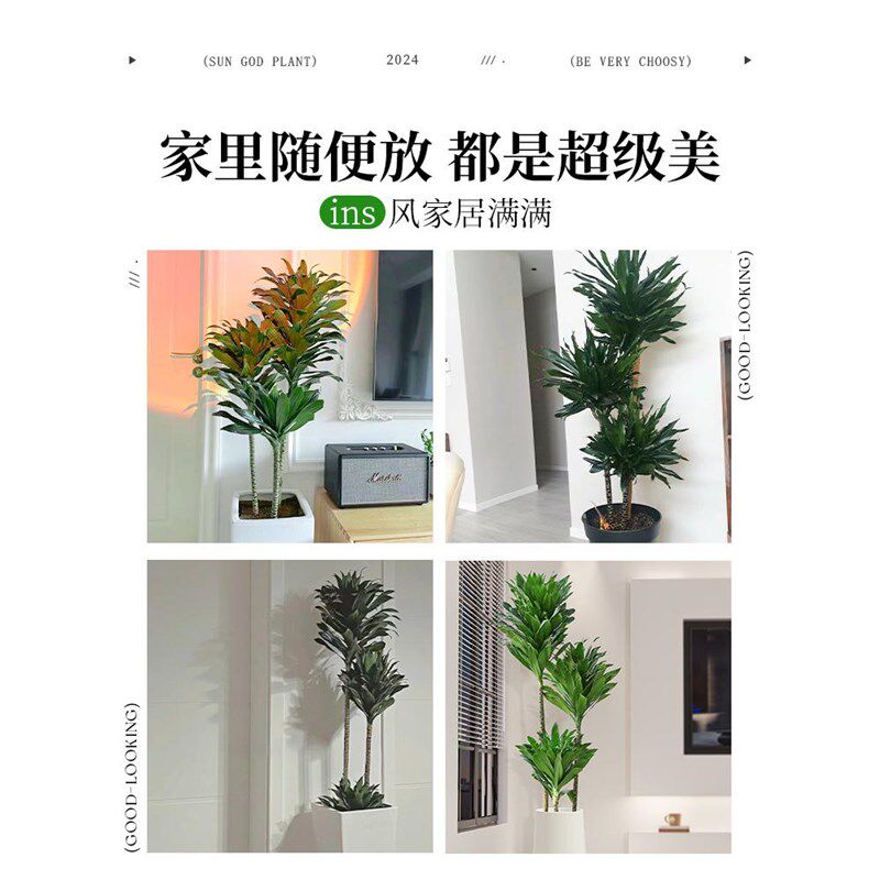 网红太阳神大型绿植盆栽客厅老桩龙血树落地大盆植物吸甲醛朱蕉须