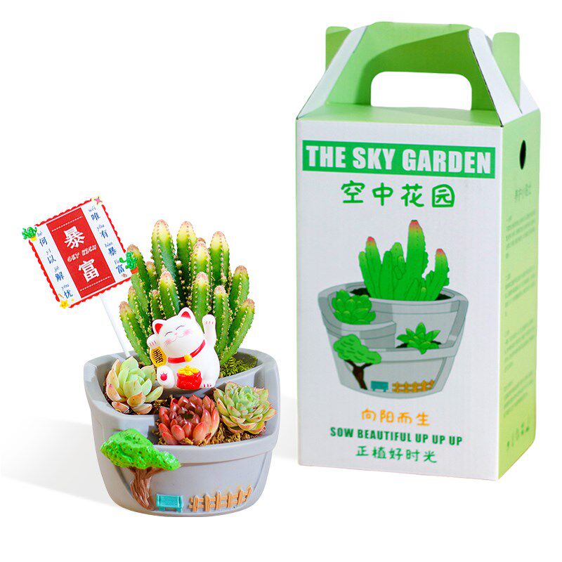 空中花园多肉仙人掌植物组合盆栽室内办公室桌面绿植盆栽节日礼物