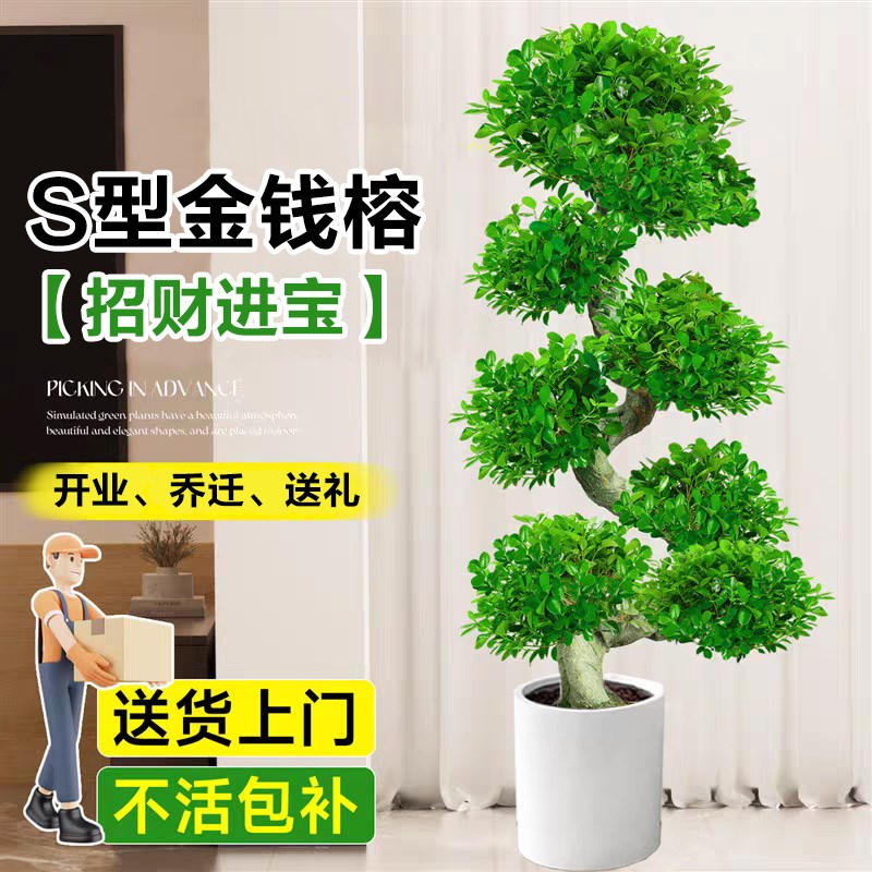 金钱榕大盆栽摇钱树客厅大型绿植办公室内招财金钱树四季常青盆景