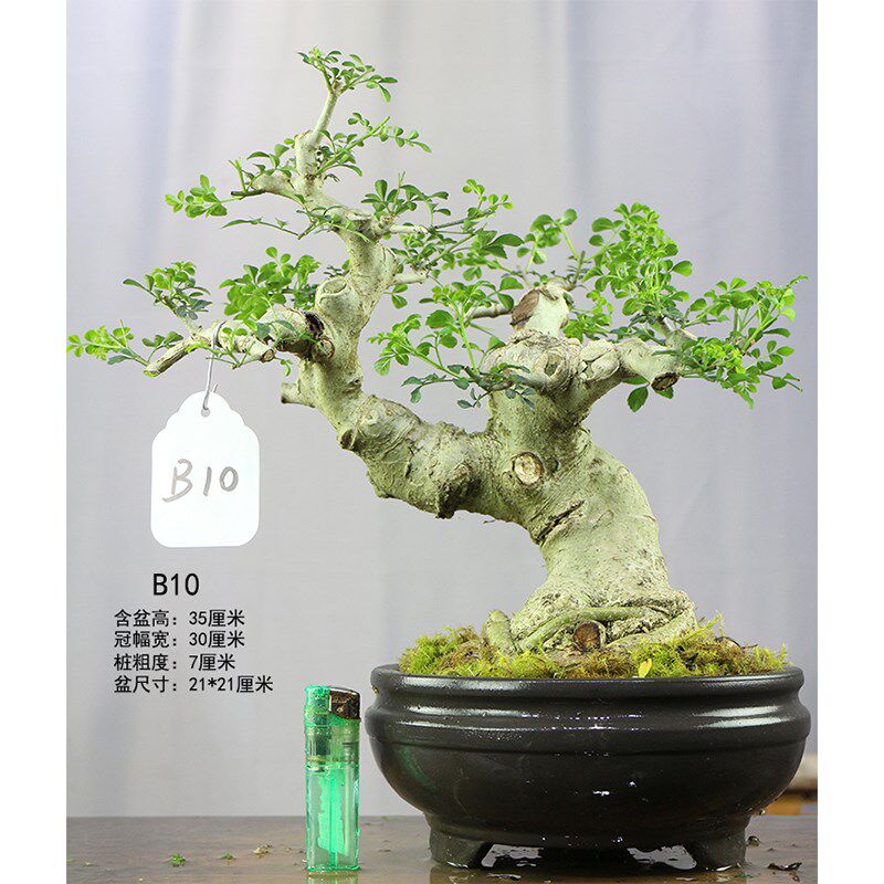 对节白蜡盆景盆栽老桩熟桩矮霸大树型盆景盆栽一物一拍造型树