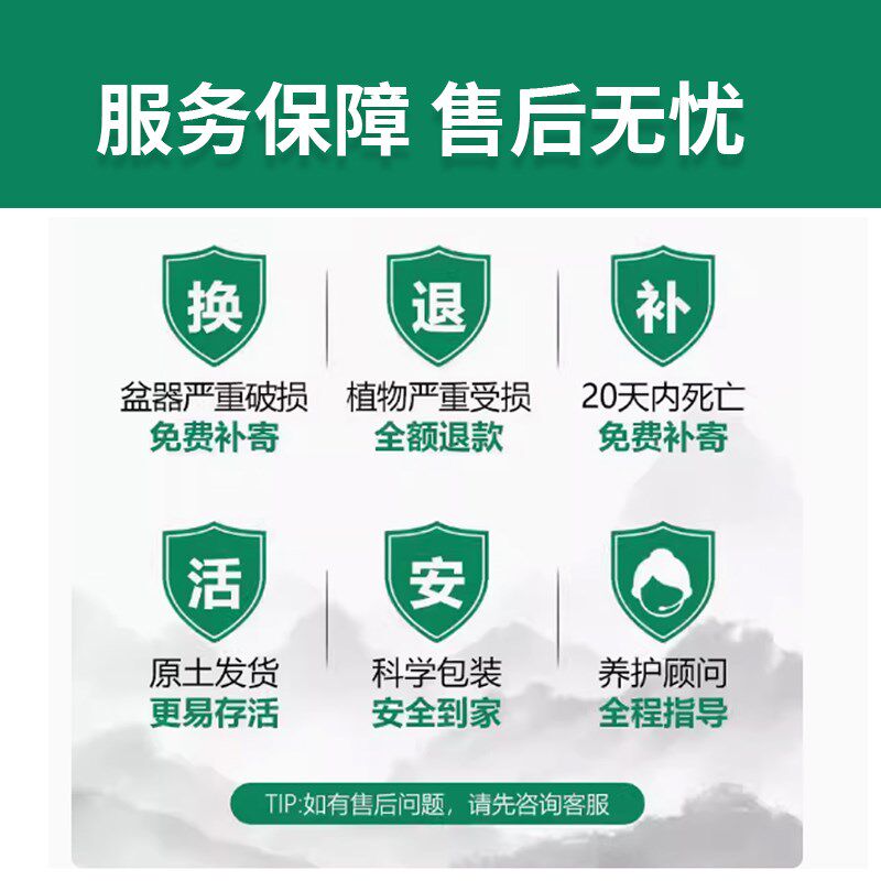 龟背竹客厅大盆栽水培老桩适合新手养的花植物真龟背办公室内绿植