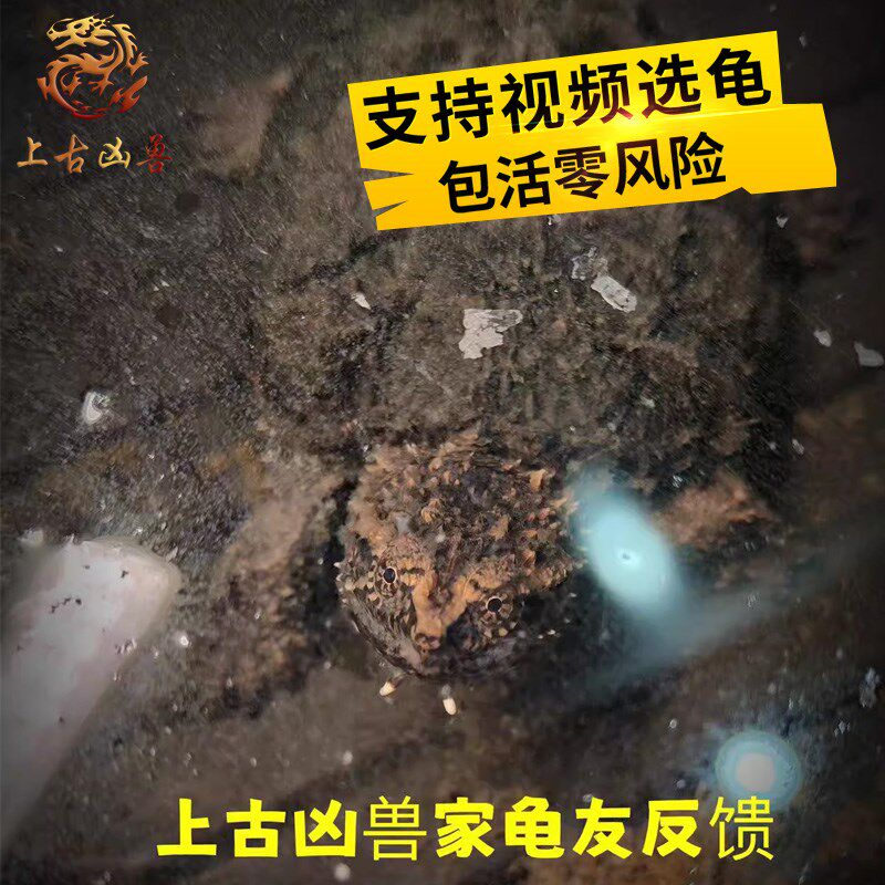 中美杂中美拟鳄龟纯佛鳄龟大头爆刺粗须凶猛活体观赏宠物拟鳄之王