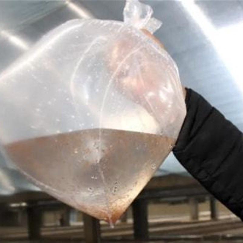 罗氏沼虾苗 淡水养殖观赏食用虾罗氏虾苗 长臂大头虾苗
