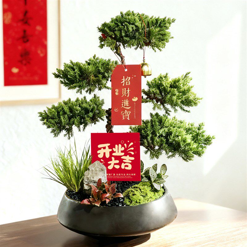 五层塔松盆栽放轻松绿植乔迁新居开业生日礼物迎客松盆景室内植物