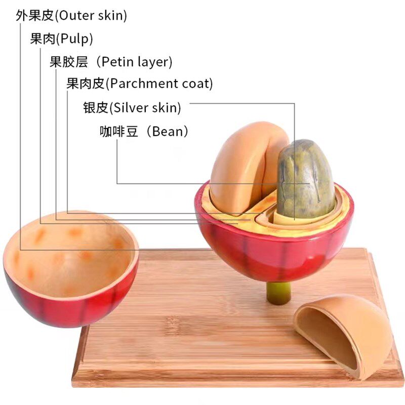 咖啡豆仿真模型摆件咖啡师培训烘焙商咖啡馆展示教学用具咖啡器具