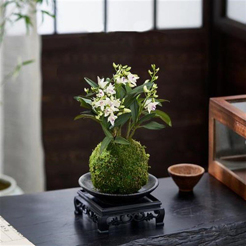 石斛兰盆栽带花香水石斛水培植物室内办公室茶室客厅绿植盆景花卉