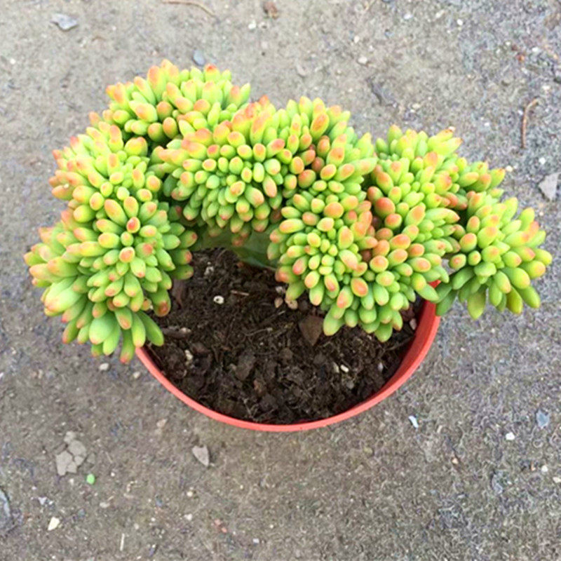 柠檬手指缀化多肉植物组合盆栽稀有罕见小贵货清棚老桩花卉绿植