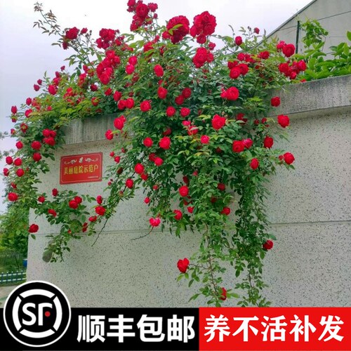无刺红木香四季爬藤植物多花蔷薇花苗庭院阳台好养耐寒耐热黄木香