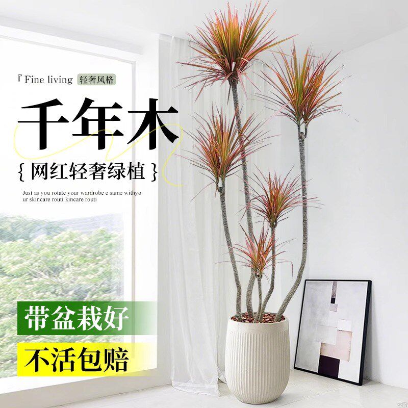 千年木客厅大型植物盆栽室内七彩铁龙血树落地式好养真树造景绿植