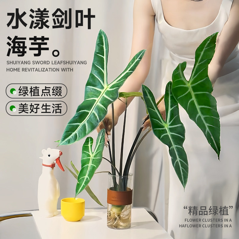 银脉箭叶海芋水培植物剑叶海芋热植室内好养四季懒人水养绿植客厅