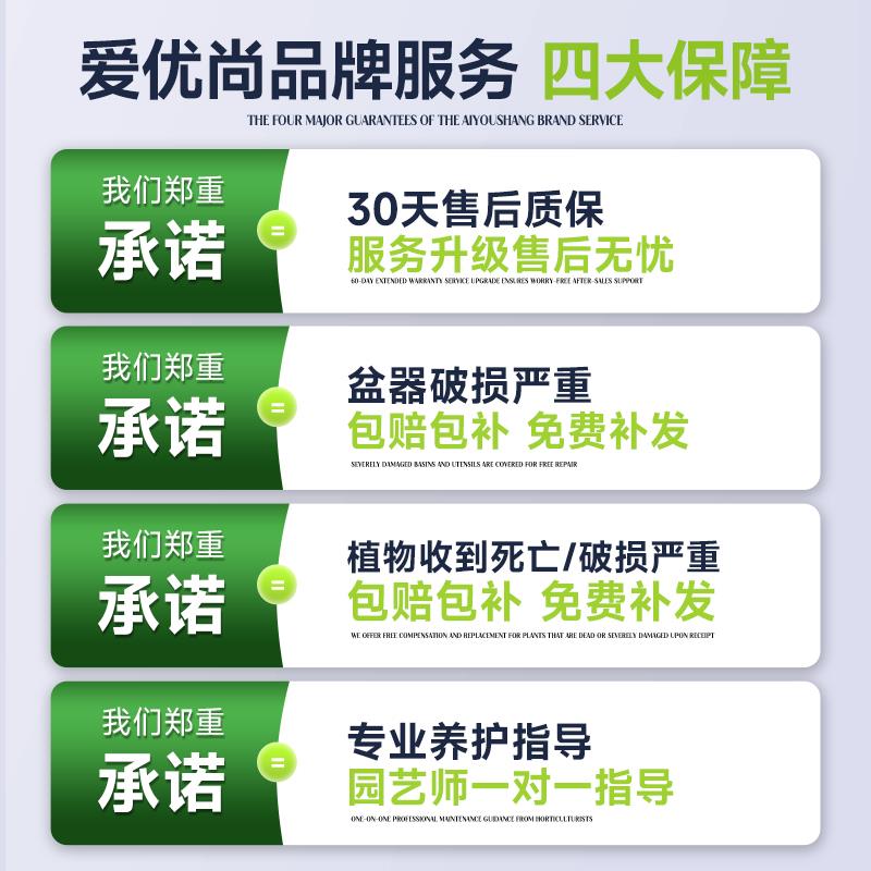 平安树盆栽室内客厅大型绿植新空气植物办公室四季观赏盆景苗常青