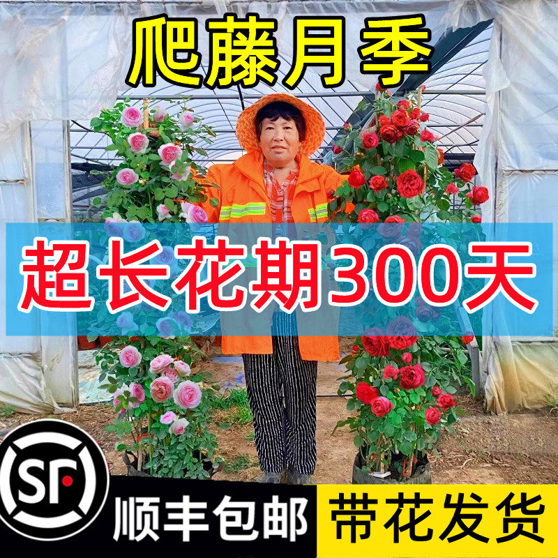 【2棵包邮发顺丰】藤本月季蔷薇花苗爬藤爬墙植物特大花浓香玫瑰