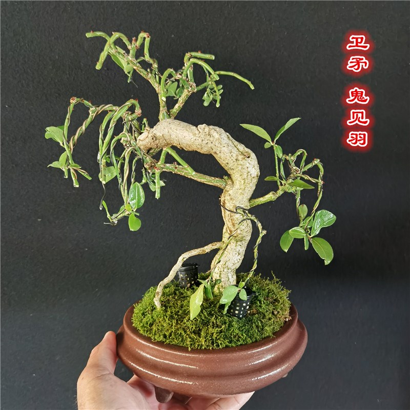 精品对节白蜡小老桩小叶榔榆盆景微型茶台小品红芽雀梅掌中宝盆栽