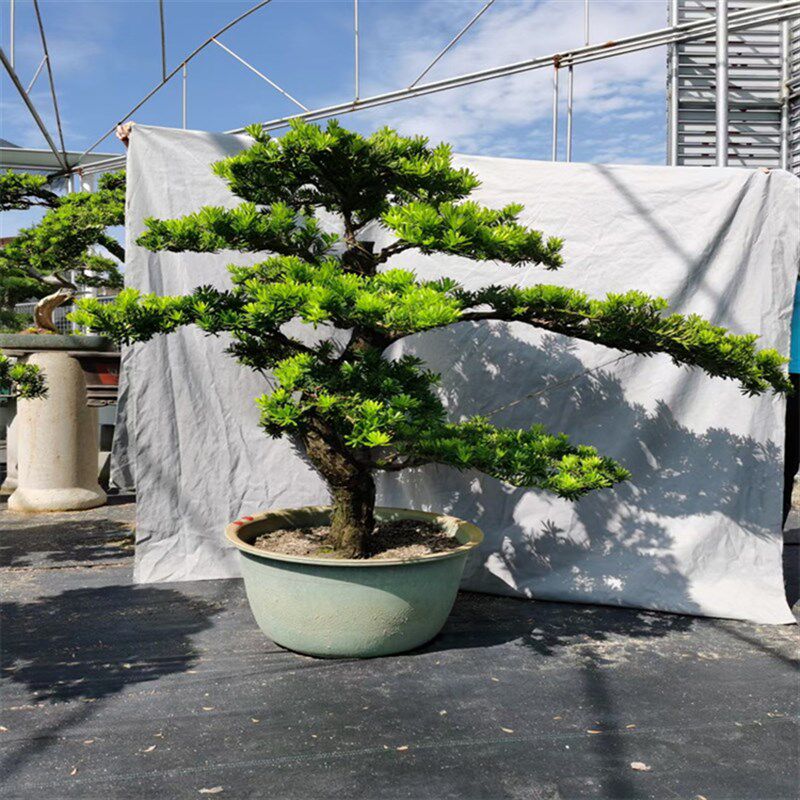 精品罗汉松树苗盆景老桩造型盆栽绿花卉植物办公室内客厅庭院好养