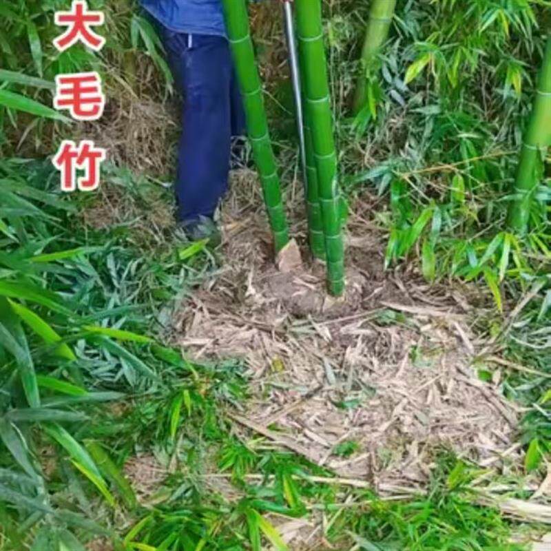 毛竹苗 楠竹苗 楠竹 北方南方现挖现发 庭院道路绿化常青竹子苗