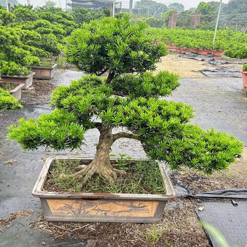 老桩罗汉松盆景小叶雀舌绿植别墅庭院老桩室内室外阳台常青盆景