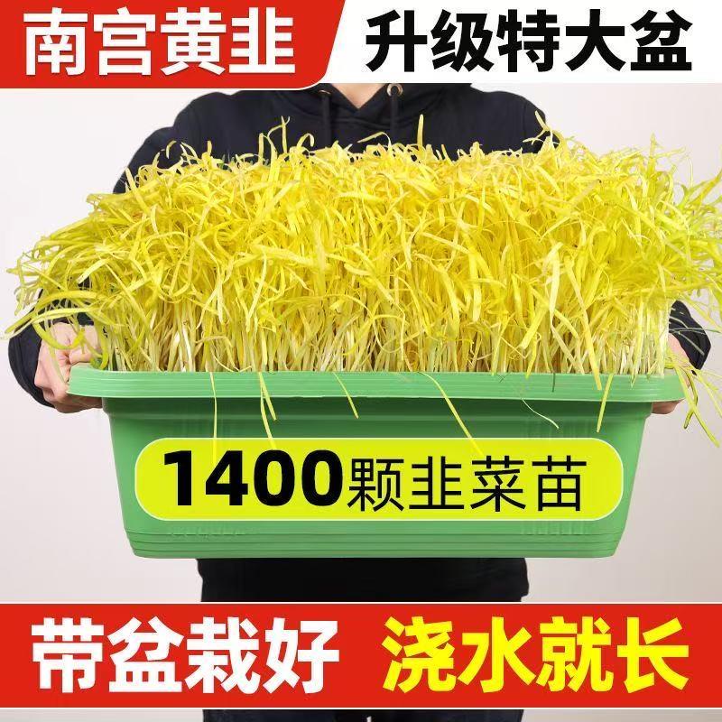 南宫黄韭菜根苗种植盆栽现挖韭菜苗大宽叶水培韭菜根盆栽带盆栽好