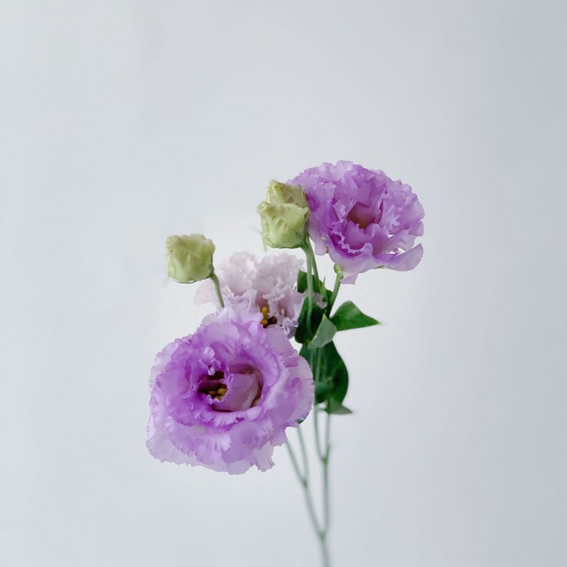 混搭紫色粉色蛋糕洋桔梗鲜花花束家用水养客厅云南速递鲜花百搭直