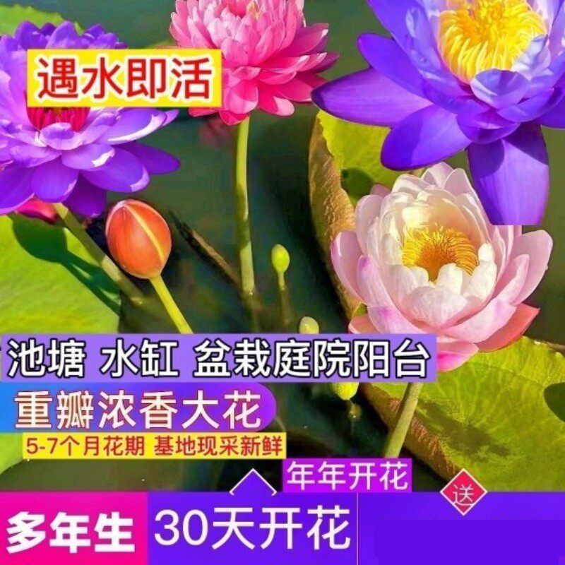 大睡莲根块池塘睡莲花水培植物四季莲花盆栽水养花卉荷花睡莲根茎
