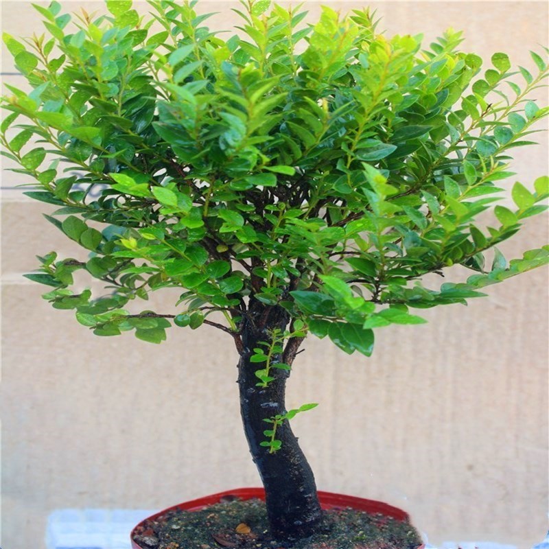 小叶紫檀盆景树桩老桩造型室内桌面黑檀木盆栽植物客厅吸甲醛绿植