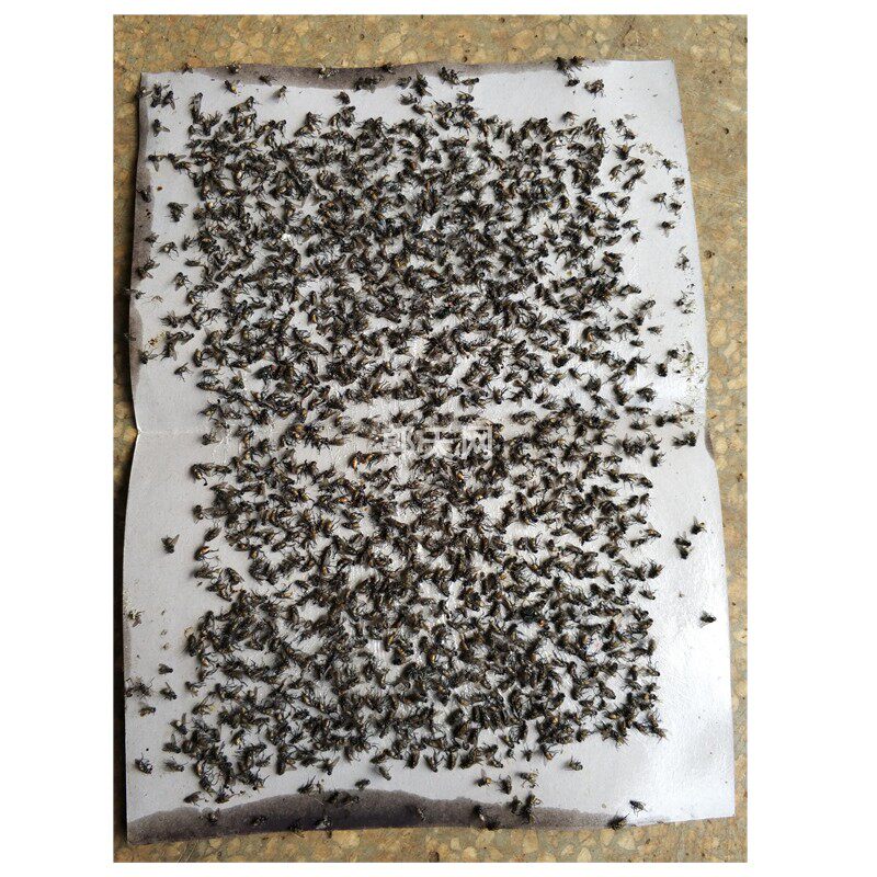 郭天网大张粘蝇板粘苍蝇粘蝇贴灭蝇纸捕苍蝇灭苍蝇环保绿色 100张