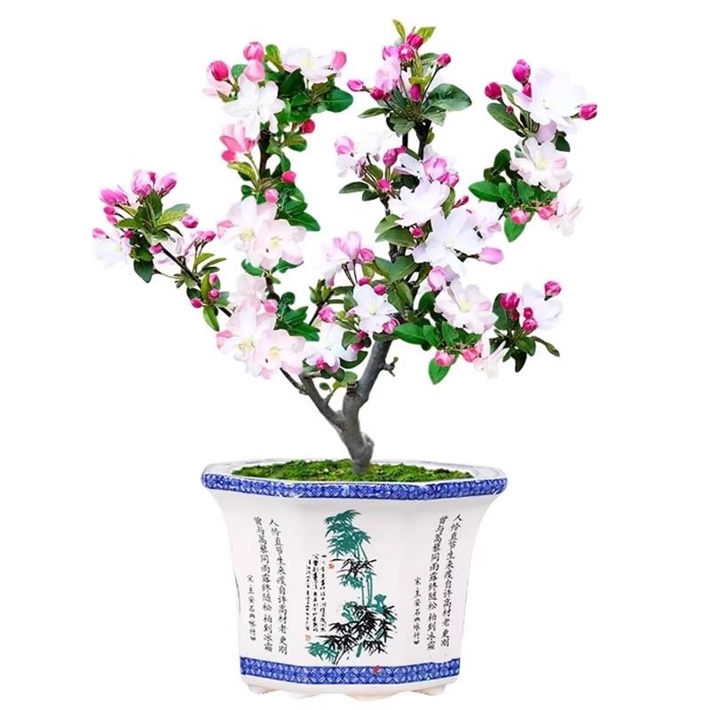 西府海棠花树苗老桩盆景耐寒植物庭院地栽高杆花卉垂丝海棠风景树