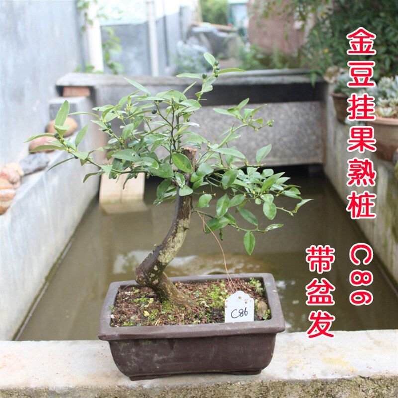 上新 金豆盆景熟桩树桩山桔盆景 金豆小品 新品绿植 带果带原土发
