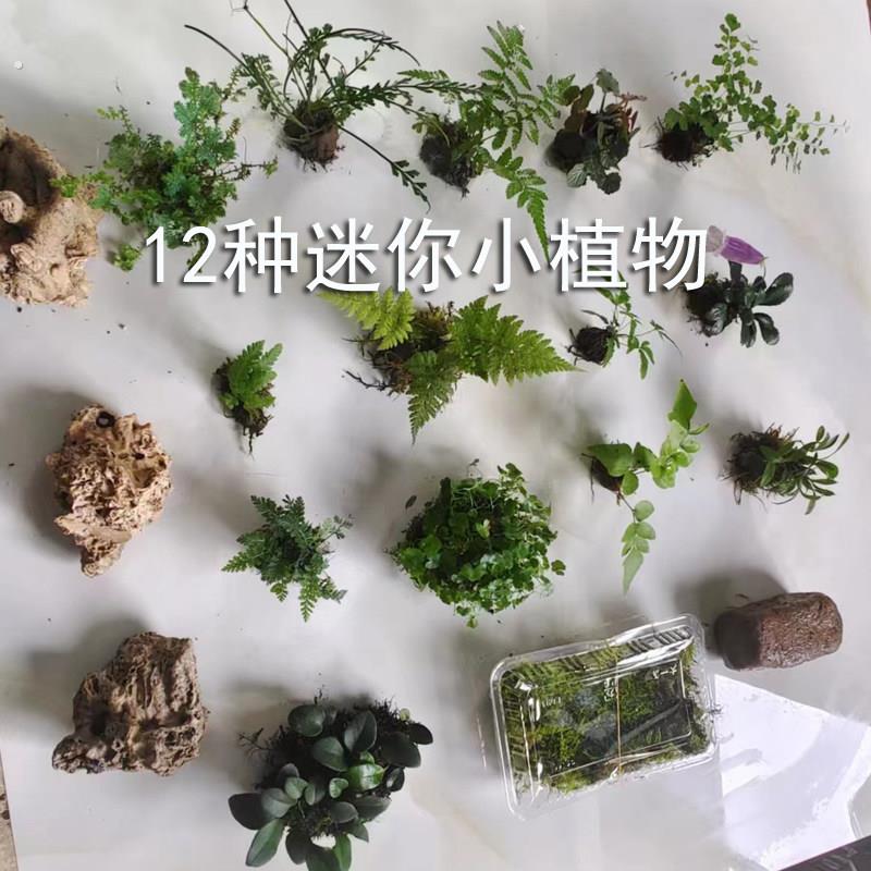 水陆雨林生态缸植物造景用热带微景观室内景观素材套餐组合