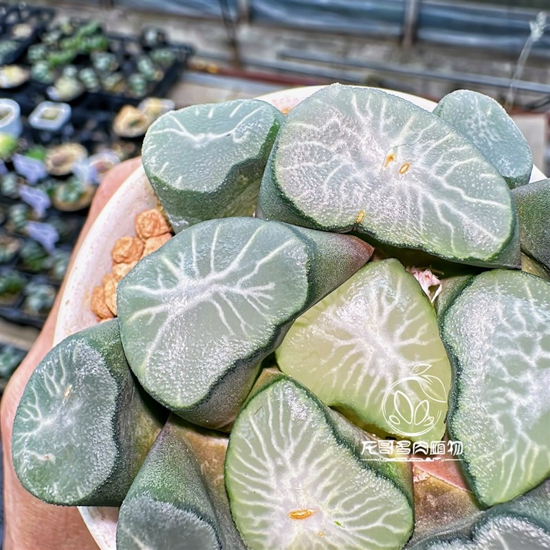 欧大宝万象 大宝欧若拉 玉露十二卷多肉植物绿植盆栽 一物一拍