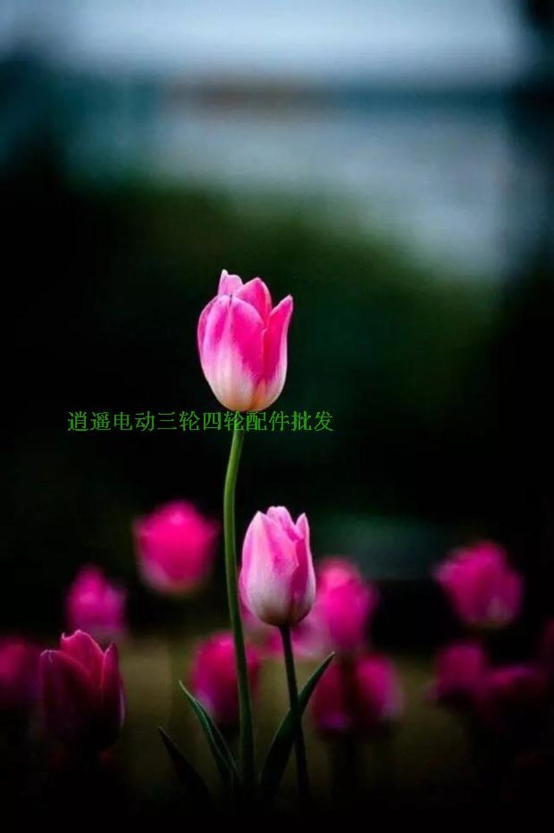 电动三轮车配件530型双排套轮套链 牙盘链条电机齿轮 大小轮包邮