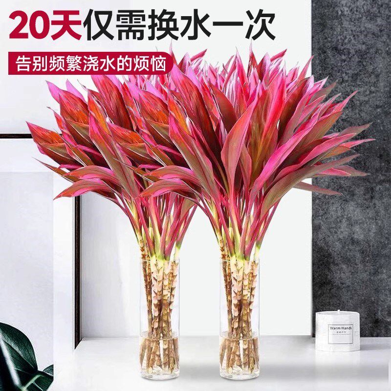 富贵竹紫竹水培植物盆栽粗杆带根客厅阳台办公桌绿植招财鸿运当头