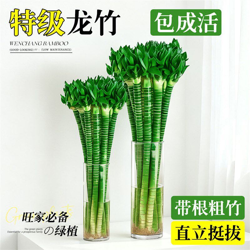 龙竹文昌竹4支金榜题名水培带根富贵竹水养绿植物室内桌面好养活