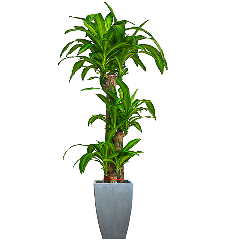 巴西木植物盆栽绿植大型室内办公室客厅阳台巴西铁吸甲醛观叶