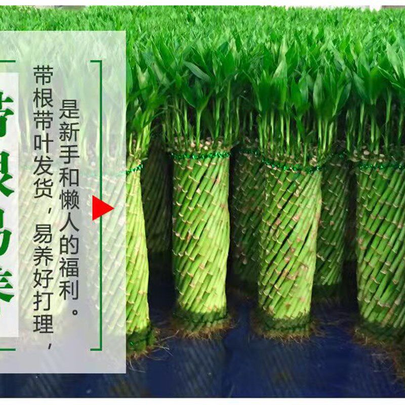 水养观音富贵竹植物客厅室内四季招财大型绿植乔迁送礼办公室盆栽