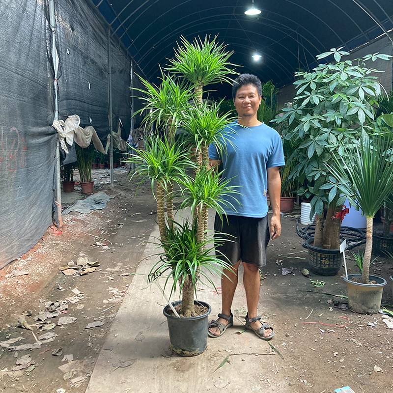 老桩龙血树龙须树三头五头多头多叉分枝室内大气高大大型绿植盆栽