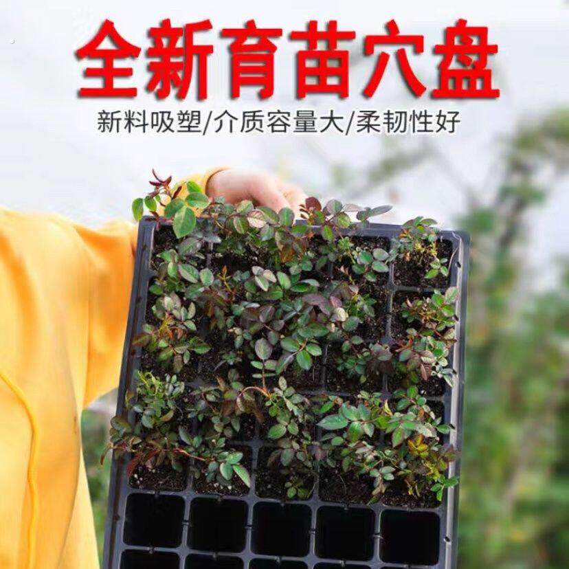 育苗盘穴盘春季西瓜秧苗菜苗玉米辣椒育苗盆种菜蔬菜种植盘种植盆