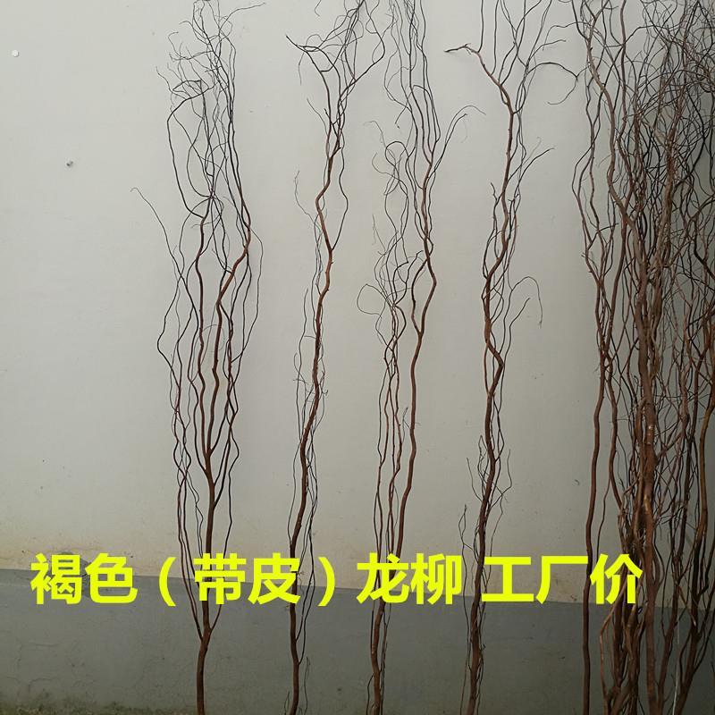 龙柳 龙柳干燥树枝假树枝褐色棕色带皮龙柳装饰隔断橱窗装饰天然
