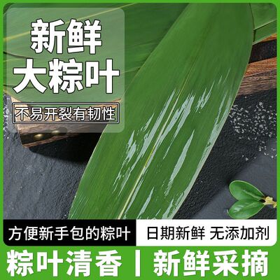 新鲜粽叶现采现发宽大箬叶端午包粽子专用清香软糯家用大粽子叶